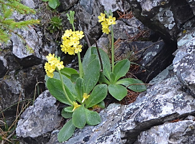 prvosienka holá Primula auricula L.