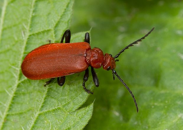 červenáčik Pyrochroa serraticornis