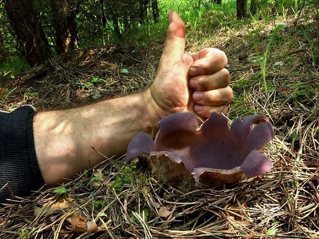 palec hore Sarcosphaera coronaria