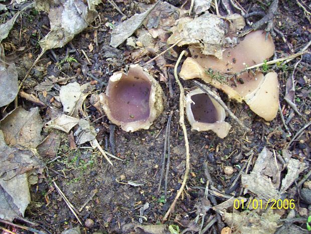 tulipánovka fialová Sarcosphaera coronaria (Jacq.) J. Schröt.