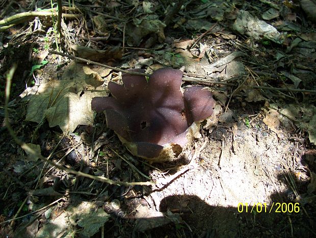 tulipánovka fialová Sarcosphaera coronaria (Jacq.) J. Schröt.