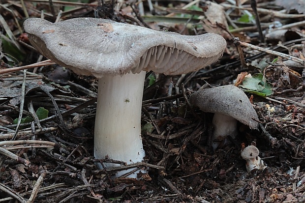 čírovka zemná Tricholoma terreum (Schaeff.) P. Kumm.