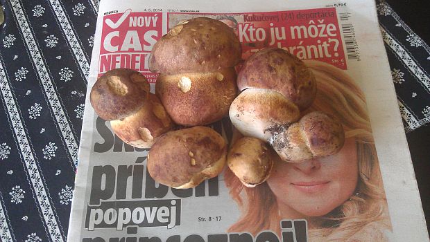 hríb sosnový Boletus pinophilus Pil. et Dermek in Pil.