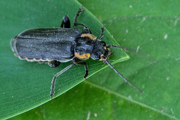 snehulčik Cantharis