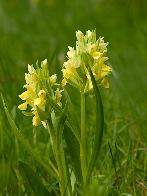 vstavačovec bazový Dactylorhiza sambucina (L.) Soó