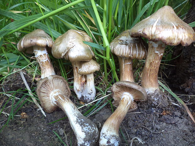 hodvábnica Entoloma sp.