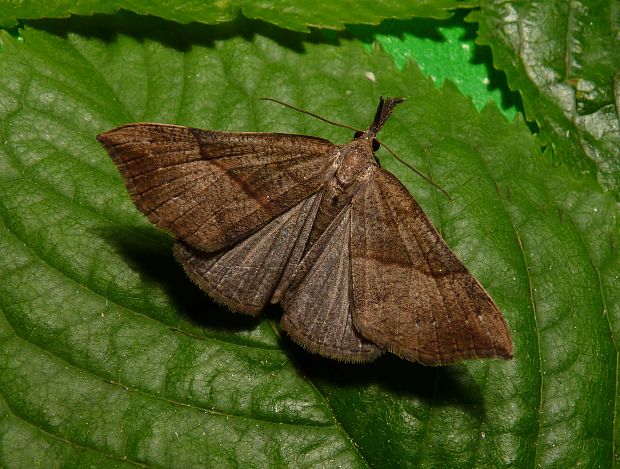 pamora žihľavová Hypena proboscidalis