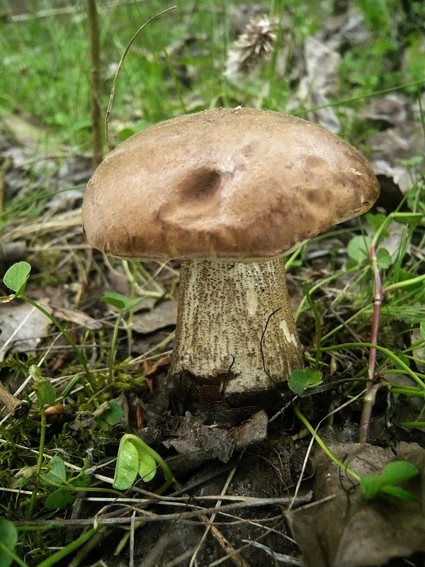 kozák brezový Leccinum scabrum (Bull.) Gray