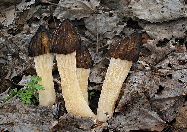 smrčok hybridný Morchella semilibera DC.