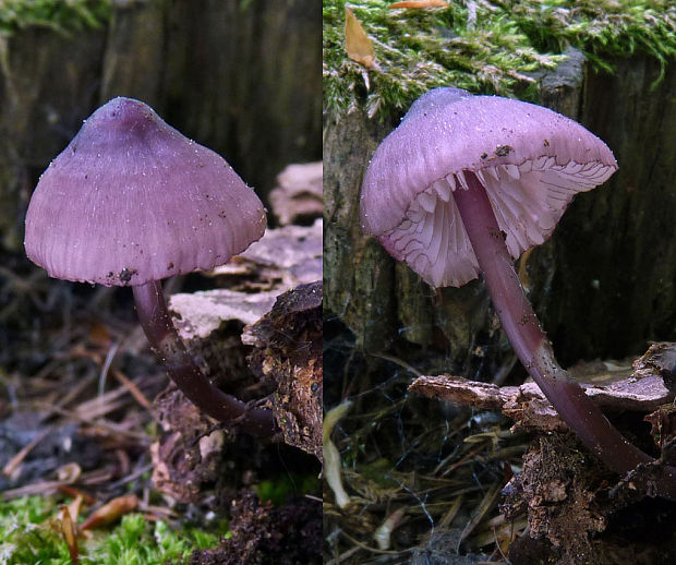 prilbička fialovookrajová Mycena purpureofusca (Peck) Sacc.