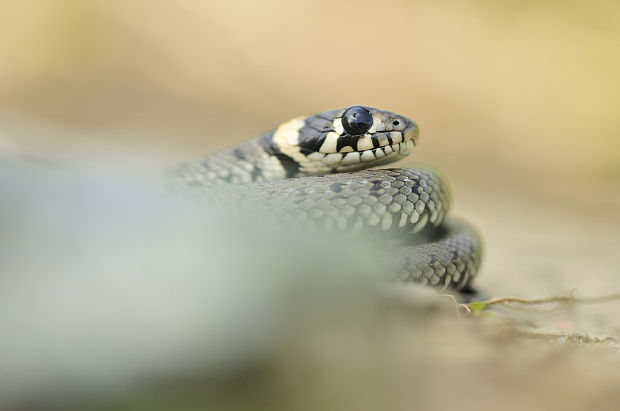 užovka obojková Natrix natrix