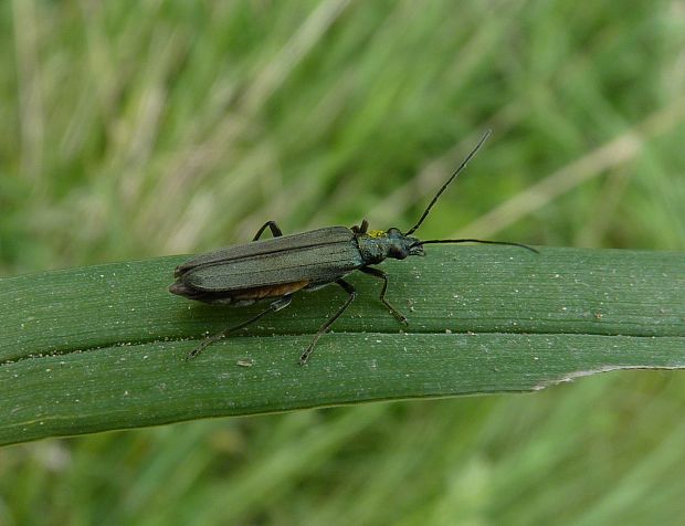 Oedemera virescens