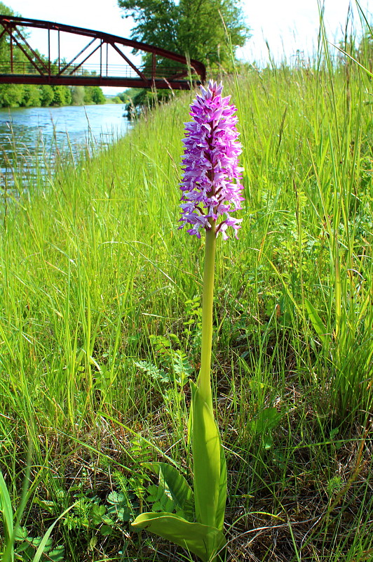 vstavač vojenský Orchis militaris L.