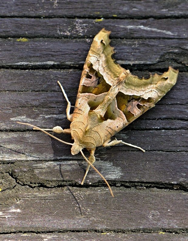 sivkavec mramorovaný Phlogophora meticulosa