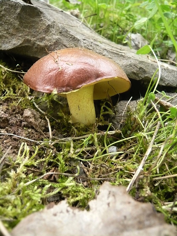 masliak zrnitý Suillus granulatus (L.) Roussel