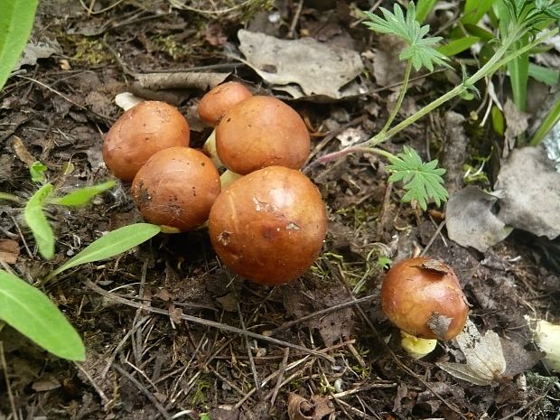 masliak zrnitý Suillus granulatus (L.) Roussel