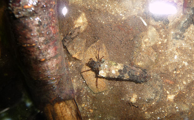 potočník - larva Trichoptera sericostoma