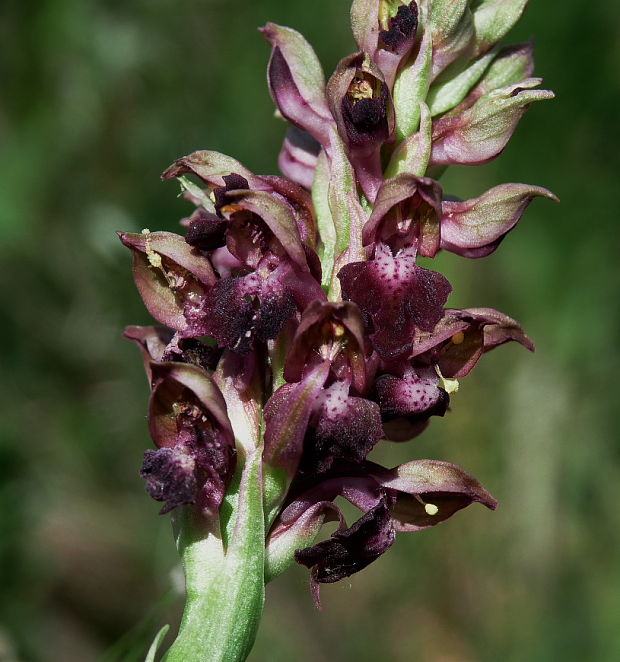 červenohlav ploštičný Anacamptis coriophora (L.) R. M. Bateman, A. M. Pringeon & M. W. Chase