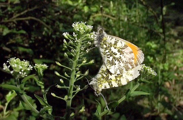 mlynárik žeruchový Anthocharis cardamines