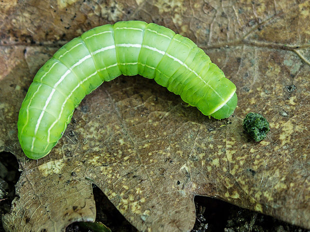 mora novembrová Asteroscopus sphinx