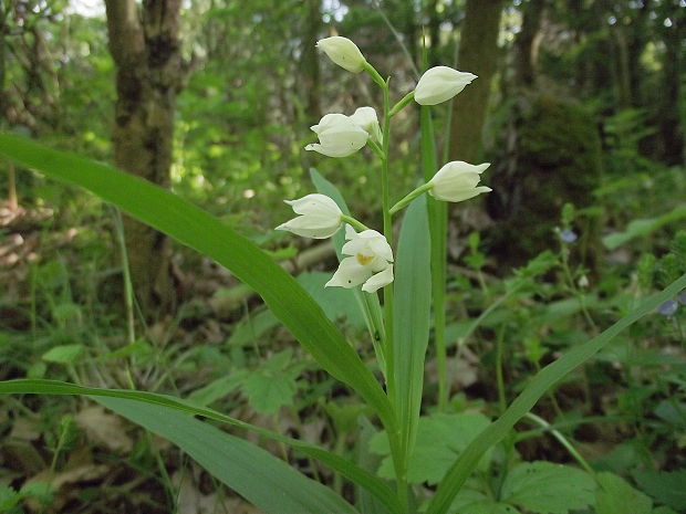 prilbovka dlholistá Cephalanthera longifolia (L.) Fritsch