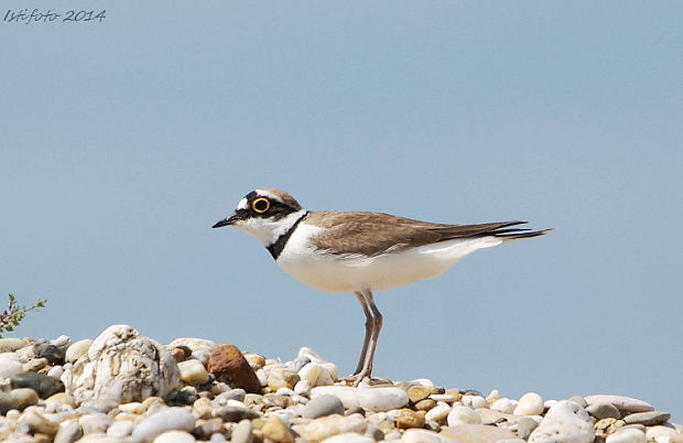 kulík riečný Charadrius dubius