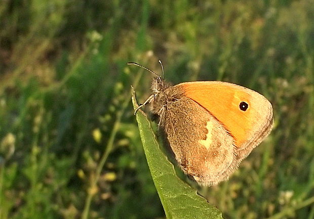 očkáň pohánkový Coenonympha pamphilus