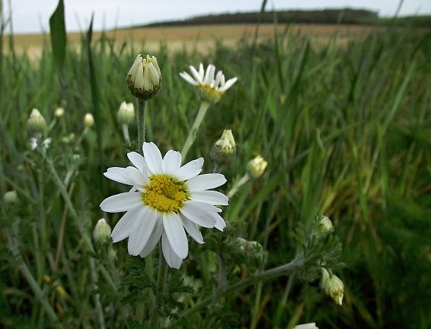 rumanovec rakúsky Cota austriaca (Jacq.) Sch. Bip.