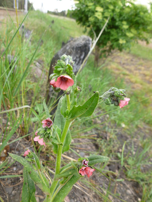 psojazyk uhorský Cynoglossum hungaricum Simonk.