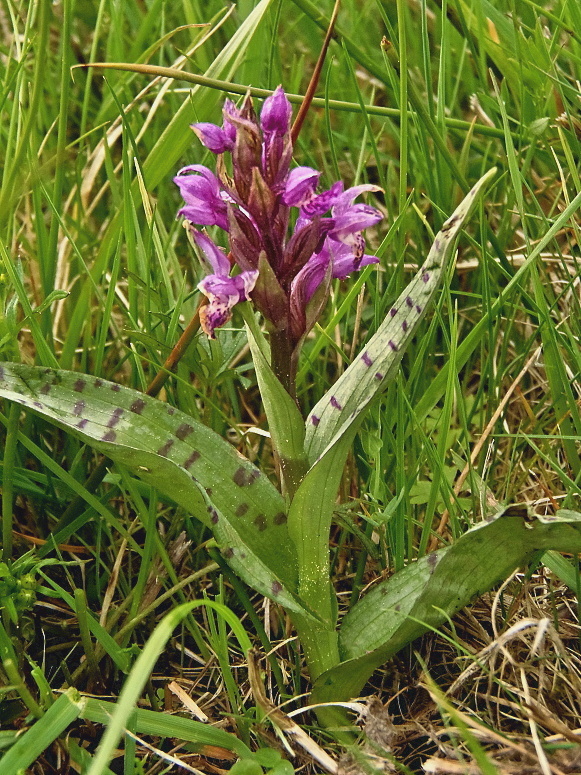 vstavačovec májový pravý Dactylorhiza majalis subsp. majalis (Reincherb.) Hunt & Summerh.