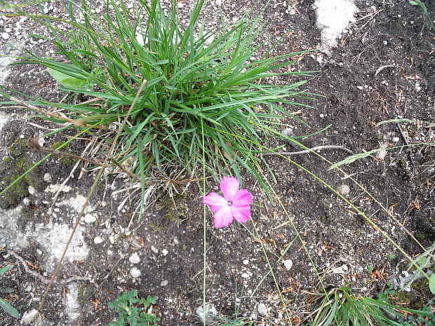 klinček lesklý Dianthus nitidus Waldst. et Kit.