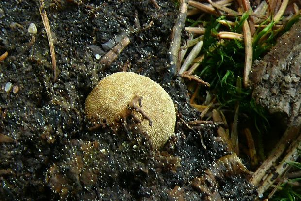 srnka obyčajná - jelenka obecná  Elaphomyces granulatus Fries 1829   Fries 1829