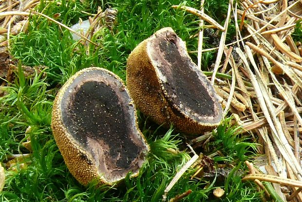 srnka obyčajná - jelenka obecná  Elaphomyces granulatus Fr.