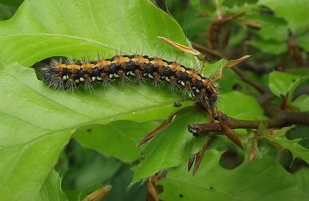 spriadač kostihojový-húsenica Euplagia quadripunctaria