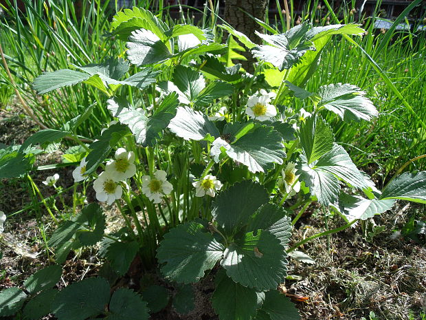 jahoda záhradná Fragaria ananassa