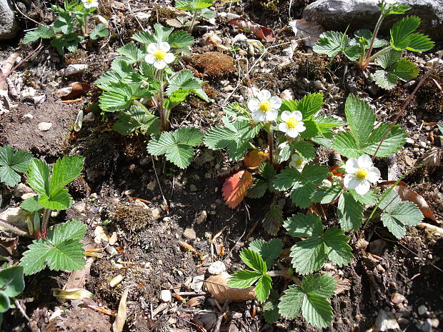 jahoda obyčajná Fragaria vesca L.