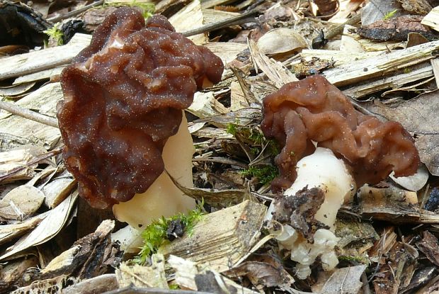 ušiak obyčajný - ucháč obecný  Gyromitra esculenta  (Pers.) Fr.