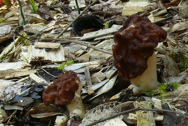 ušiak obyčajný Gyromitra esculenta (Pers.) Fr.