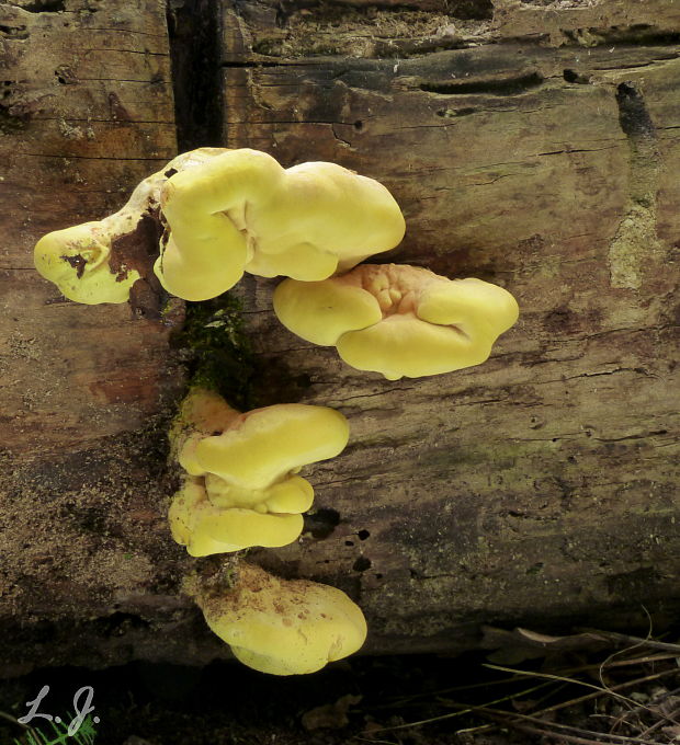 sírovec obyčajný Laetiporus sulphureus (Bull.) Murrill