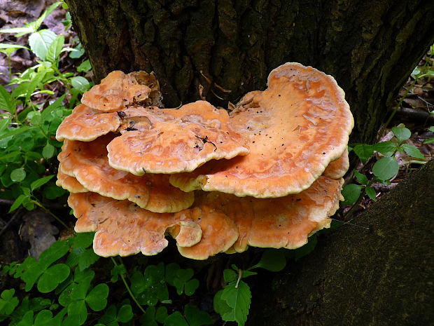 sírovec obyčajný Laetiporus sulphureus (Bull.) Murrill