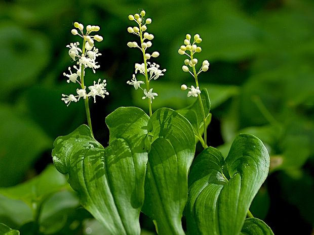 tôňovka dvojlistá Maianthemum bifolium (L.) F. W. Schmidt