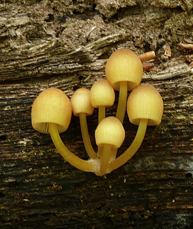 prilbička žltohlúbiková Mycena renati Quél.