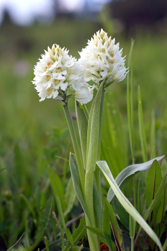 neotinea trojzubá - albín Neotinea tridentata (Scop.) R. M. Bateman, Pridceon et M. W. Chase