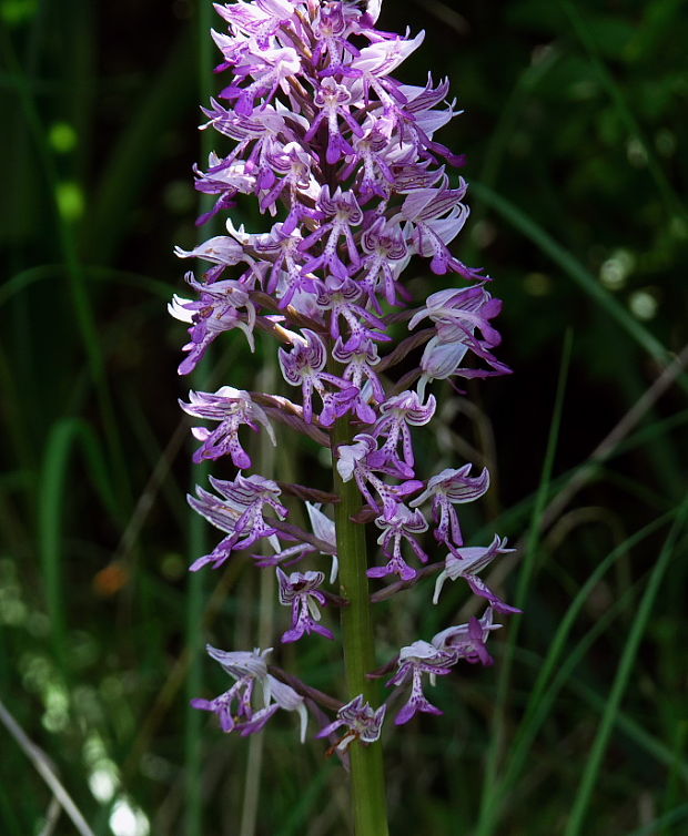 vstavač vojenský Orchis militaris L.