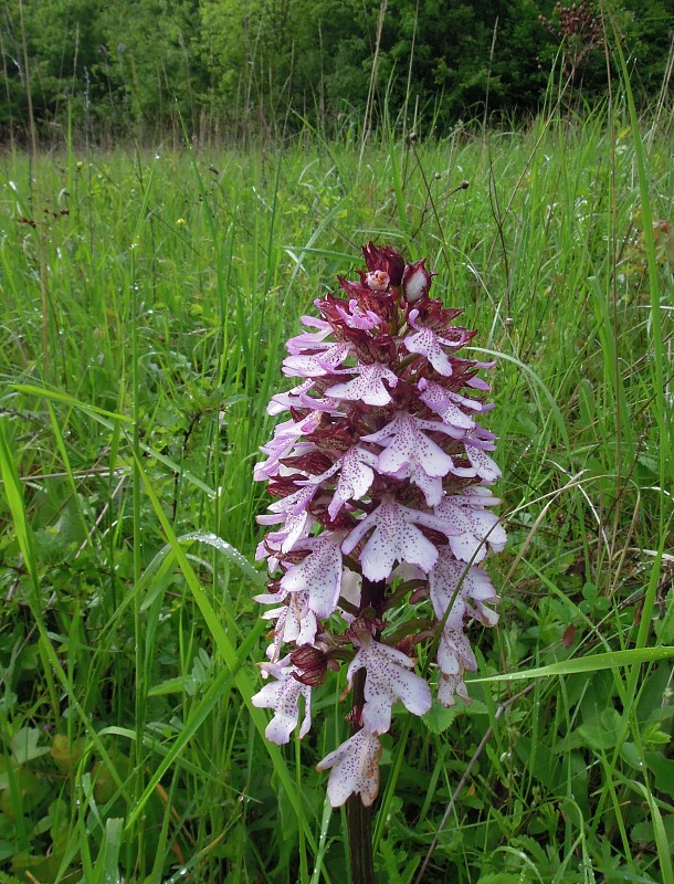 vstavač purpurový Orchis purpurea Huds.