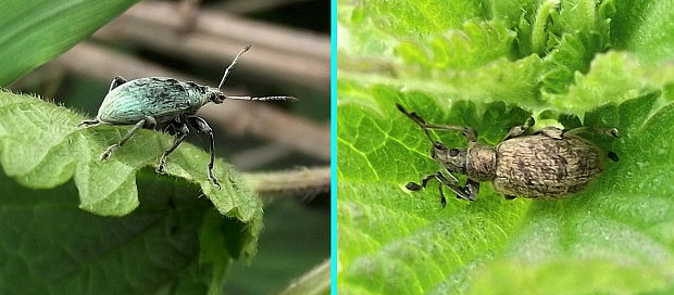 šupináčik žihlavový Phyllobius urticae