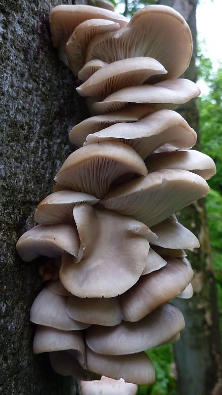 hliva buková Pleurotus pulmonarius (Fr.) Quél.