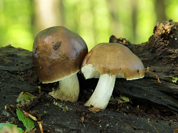 štítovka jelenia Pluteus cervinus (Schaeff.) P. Kumm.