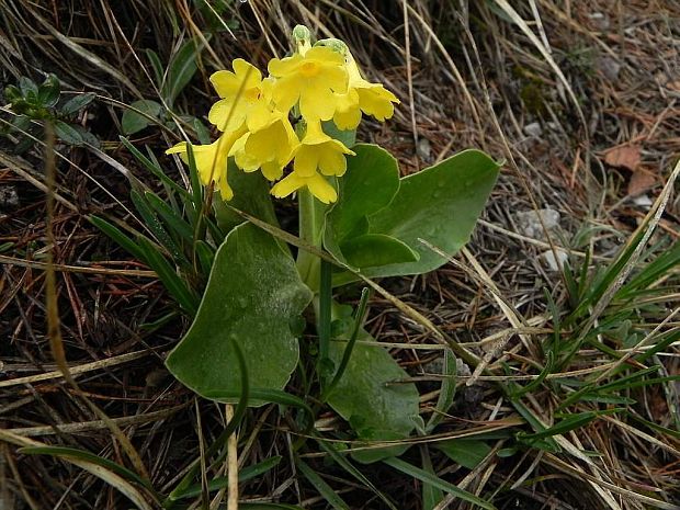 prvosienka holá Primula auricula L.