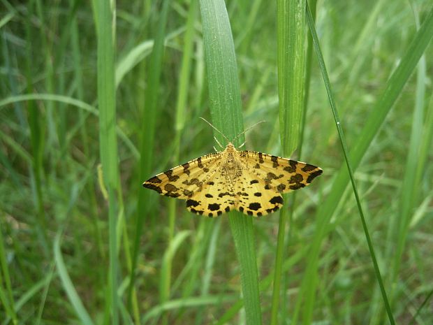 listnatka hluchavková Pseudopanthera macularia